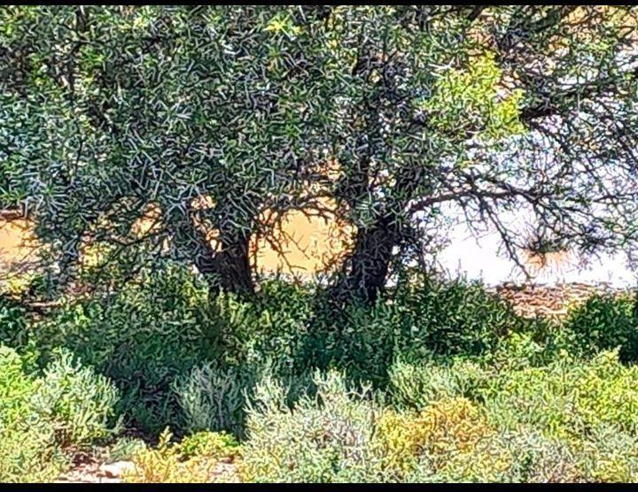 0 Bedroom Property for Sale in Willowmore Eastern Cape